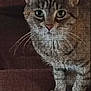 advertisement, cat, close_up, couch, feline, green_eyes, indoor, jigsaw_puzzle, logo, mobile_ui, paws, pet, portrait, product_page, puzzle_grid, shipping_banner, tabby, tabby_cat, website_screenshot, whiskers