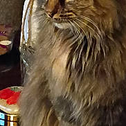 Pretty Kitty joined the competition — help win amazing prizes! cat, tabby, fluffy_fur, animal, pet, indoor, feline, closeup, whiskers, ears, eyes, fur_texture, mammal, domestic_animal, portrait, sitting, looking_away, brown, cozy, soft_light