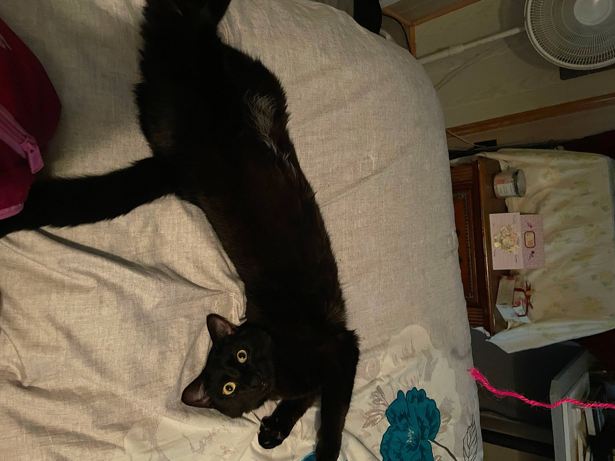 Luna is registered to the contest to win money with this photo: black_cat, bombay, box, canidae, carnivore, cat, comfort, dog_breed, domestic_short_haired_cat, felidae, flooring, fur, grey, hardwood, mechanical_fan, room, shipping_box, small_to_medium_sized_cats, tail, whiskers