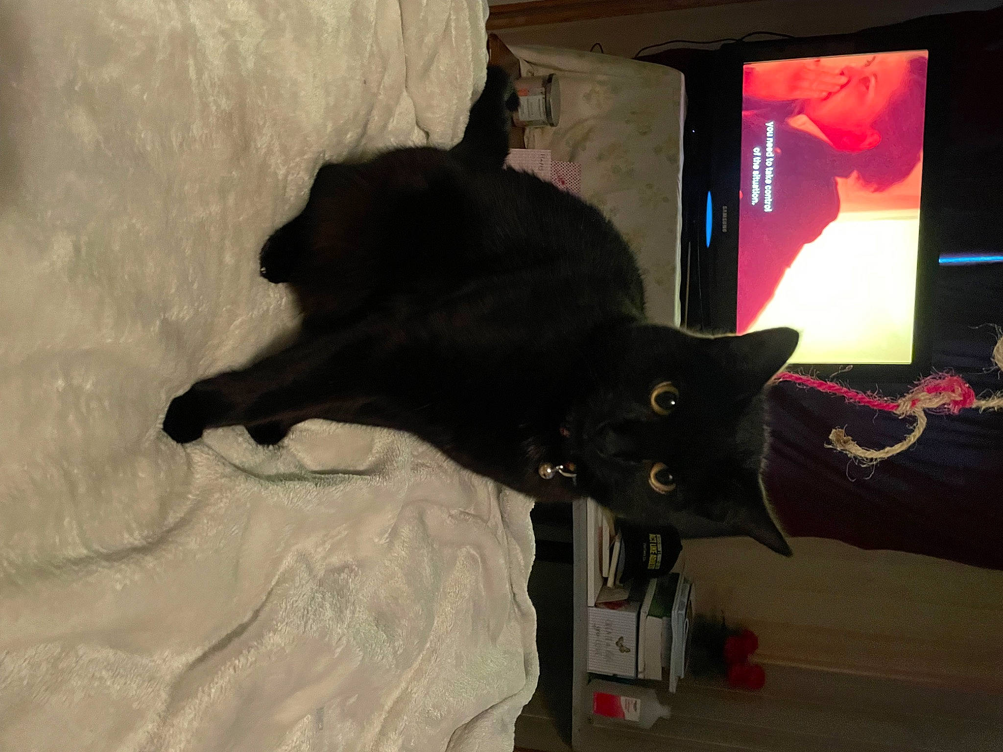 Luna is registered to the contest to win money with this photo: black_cat, bombay, carnivore, cat, comfort, display_device, domestic_short_haired_cat, felidae, fur, hardwood, led_backlit_lcd_display, room, small_to_medium_sized_cats, tail, television, whiskers, wood