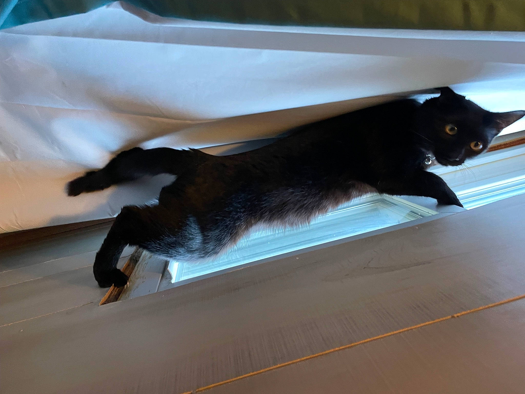 Luna joined the competition — help win amazing prizes! brown, carnivore, cat, comfort, domestic_short_haired_cat, felidae, floor, flooring, fur, hardwood, pet_supply, room, shadow, small_to_medium_sized_cats, tail, tints_and_shades, whiskers, wood