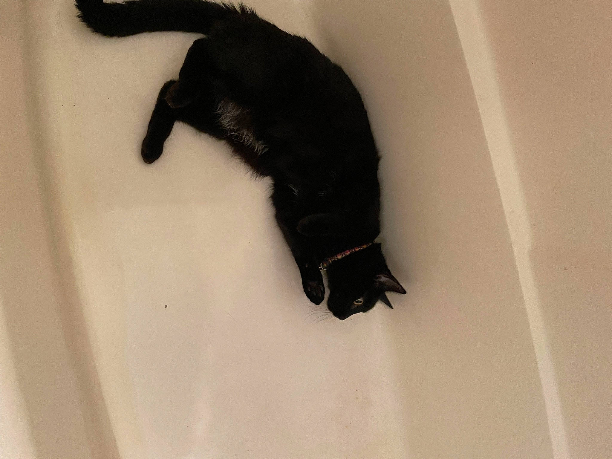 Luna joined the competition — help win amazing prizes! black_cat, bombay, canidae, carnivore, cat, claw, dog_breed, domestic_short_haired_cat, felidae, fur, gesture, paw, sleeve, small_to_medium_sized_cats, snout, sporting_group, tail, terrestrial_animal, whiskers