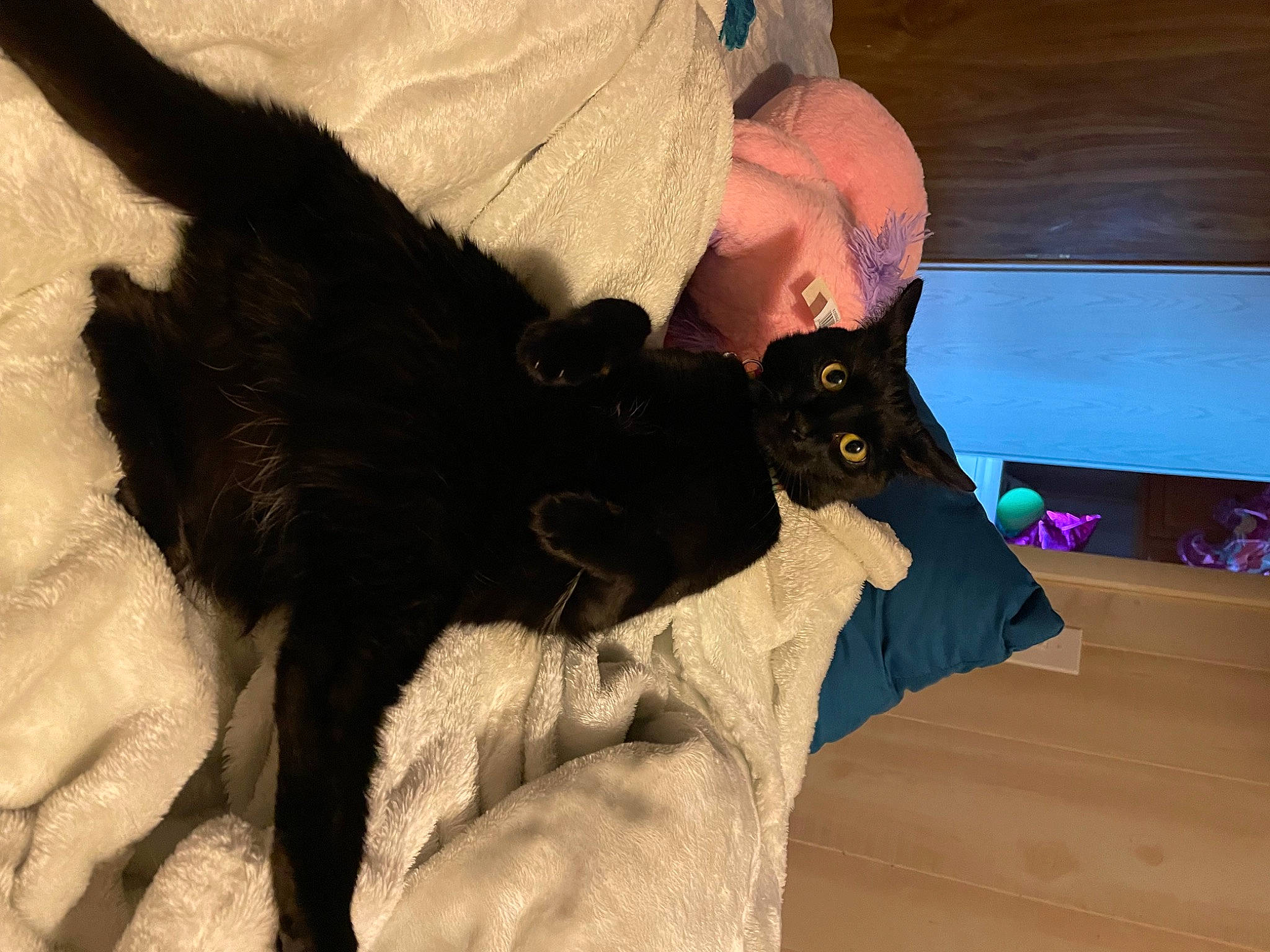 Luna joined the competition — help win amazing prizes! black_cat, carnivore, cat, comfort, companion_dog, dog_breed, domestic_short_haired_cat, ear, fawn, felidae, finger, fur, gesture, mammal, small_to_medium_sized_cats, sporting_group, tail, vertebrate, whiskers, wrist