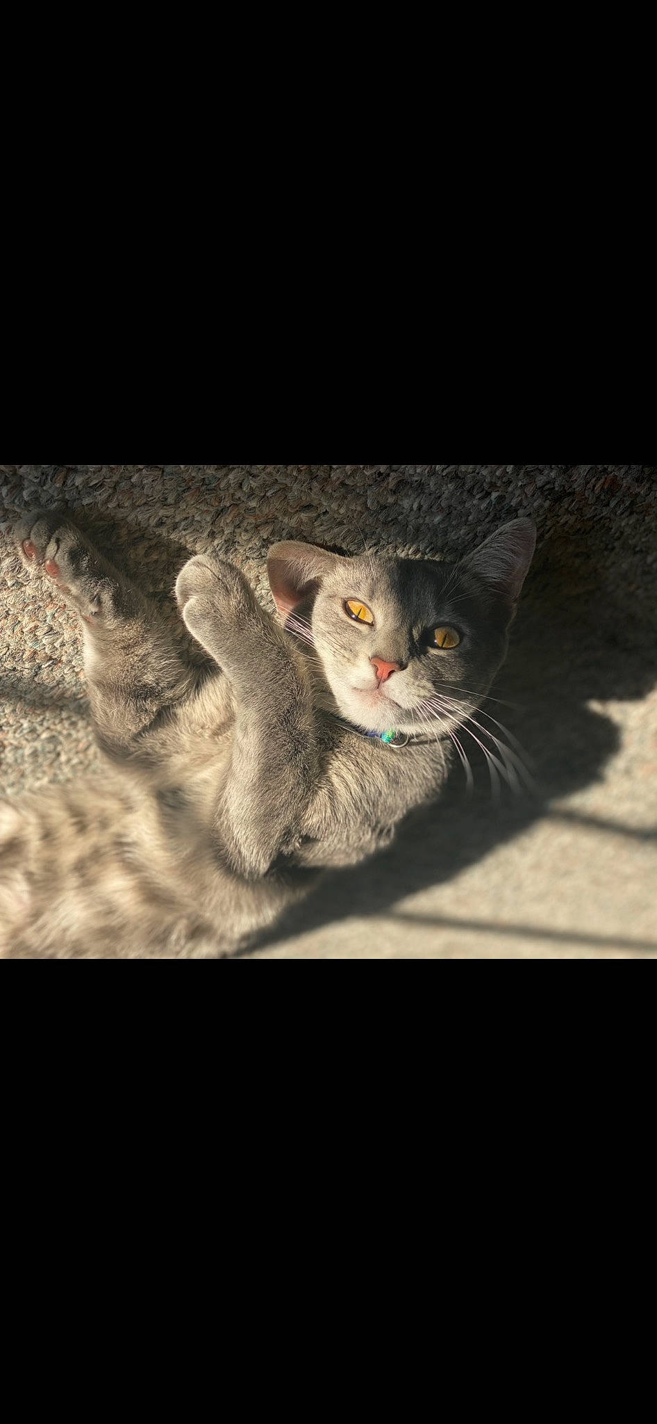 Freya joined the competition — help win amazing prizes! art, carnivore, cat, darkness, domestic_short_haired_cat, felidae, font, fur, gesture, grey, hand, paw, photo_caption, small_to_medium_sized_cats, snout, still_life_photography, tail, terrestrial_animal, whiskers, window