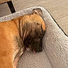 dog, sleeping, brown_dog, short_hair, wrinkled_face, tongue, pet_bed, plush, indoors, floor, wood_floor, furniture, resting, napping, cozy, close_up, portrait, animal, relaxed, cute