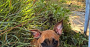 Rosy a rejoint le concours — aidez-le/la à gagner de superbes lots ! puppy, dog, canine, brown_fur, black_muzzle, pointed_ears, face, eyes, outdoor, garden, foliage, plants, leaves, backyard, sunlight, pathway, nature, portrait, curious, sitting