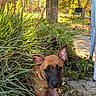 puppy, dog, canine, brown_fur, black_muzzle, pointed_ears, face, eyes, outdoor, garden, foliage, plants, leaves, backyard, sunlight, pathway, nature, portrait, curious, sitting