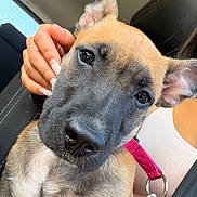 Rosy participe au concours pour gagner de l'argent avec cette photo : dog, puppy, pet, animal, close_up, portrait, brown_fur, black_muzzle, pointed_ears, wide_eyes, looking_at_camera, pink_harness, car_interior, car_seat, seat_belt, human_hand, candid, adorable, indoor, photography