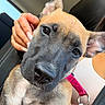 dog, puppy, pet, animal, close_up, portrait, brown_fur, black_muzzle, pointed_ears, wide_eyes, looking_at_camera, pink_harness, car_interior, car_seat, seat_belt, human_hand, candid, adorable, indoor, photography