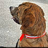 animal, bench, black_fur, brindle_dog, brown_fur, collar, concrete, dog, fur, open_mouth, outdoor, park, pavement, pet, portrait, red_collar, sitting, text_overlay, tongue, window