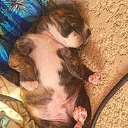 Venom a rejoint le concours — aidez-le/la à gagner de superbes lots ! puppy, sleeping, dog, cute, pet, animal, fur, paw, blanket, texture, wall, resting, young, cozy, indoor, pink_paw_pads, snout, napping, small, adorable