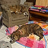 armchair, blanket, board_games, boxes, brindle, cozy, dog, dogs, floor, furniture, home, indoor, living_room, pet, plush_toy, relaxed, resting, sandal, sleeping, tile