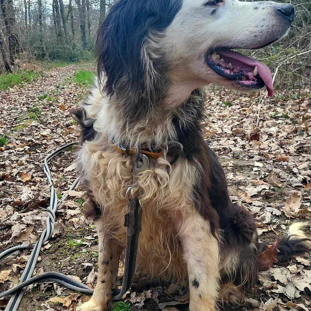 Jaliska participe au concours pour gagner de l'argent avec cette photo : animal, background, canine, collar, daylight, dog, earth, forest, fur, happy, leash, leaves, nature, outdoor, path, pet, sitting, smiling, tongue, trees