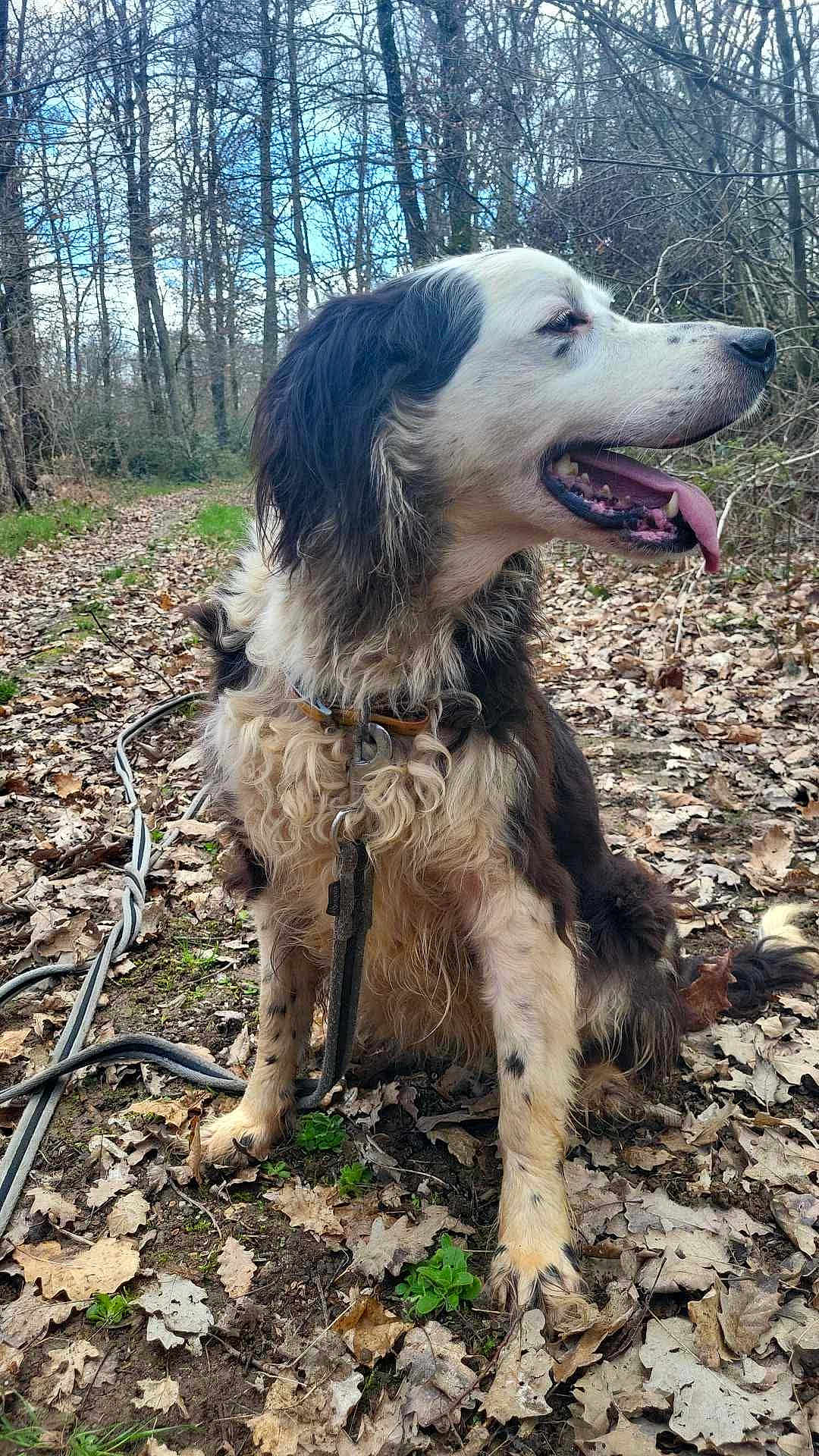 Jaliska participe au concours pour gagner de l'argent avec cette photo : dog, animal, outdoor, forest, path, leaves, nature, fur, tongue, happy, pet, collar, leash, trees, earth, canine, sitting, daylight, smiling, background