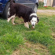Jaliska a rejoint le concours — aidez-le/la à gagner de superbes lots ! dog, grass, car, outdoor, nature, pet, animal, black_and_white, fur, sniffing, yard, rural, vehicle, door, plants, garden, field, canine, muzzle, tail