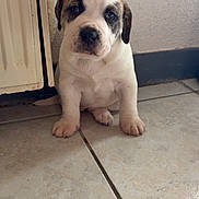 Alaska a rejoint le concours — aidez-le/la à gagner de superbes lots ! puppy, dog, indoor, floor, tile, radiator, wall, cute, young, pet, sitting, portrait, white, brown_spot, fur, animal, small, paws, looking, expression