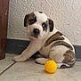 Alaska participe au concours pour gagner de l'argent avec cette photo : puppy, dog, brown_and_white, yellow_ball, floor, tile, wall, indoor, pet, cute, young, sitting, looking_back, curious, small, animal, play, domestic, fur, texture