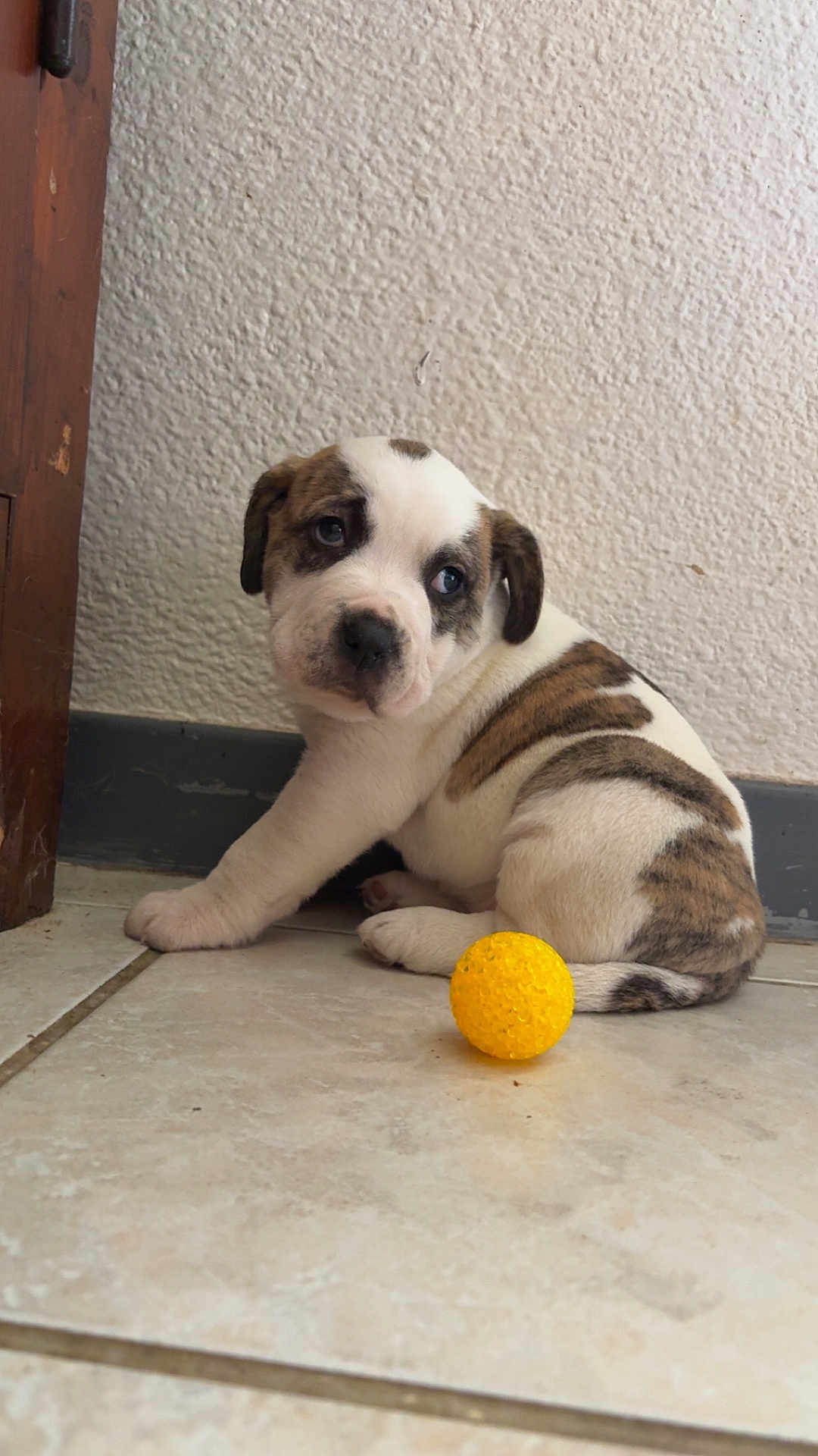 Alaska participe au concours pour gagner de l'argent avec cette photo : puppy, dog, brown_and_white, yellow_ball, floor, tile, wall, indoor, pet, cute, young, sitting, looking_back, curious, small, animal, play, domestic, fur, texture