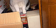 Moumoune participe au concours pour gagner de l'argent avec cette photo : animal, box, cabinet_door, cardboard_box, cat, close_up, curious, cute, domestic_animal, eyes_glowing, feline, floor_tile, furry, home_interior, indoor, pet, sitting, storage, whiskers, wooden_cabinet