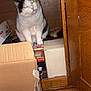 animal, box, cabinet_door, cardboard_box, cat, close_up, curious, cute, domestic_animal, eyes_glowing, feline, floor_tile, furry, home_interior, indoor, pet, sitting, storage, whiskers, wooden_cabinet