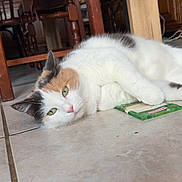 Moumoune a rejoint le concours — aidez-le/la à gagner de superbes lots ! animal, calico, cat, cozy, ears, eyes, floor, furniture, gray_sweater, green, home, indoor, laying, package, pet, pink_nose, relaxed, tile, white_fur, wood