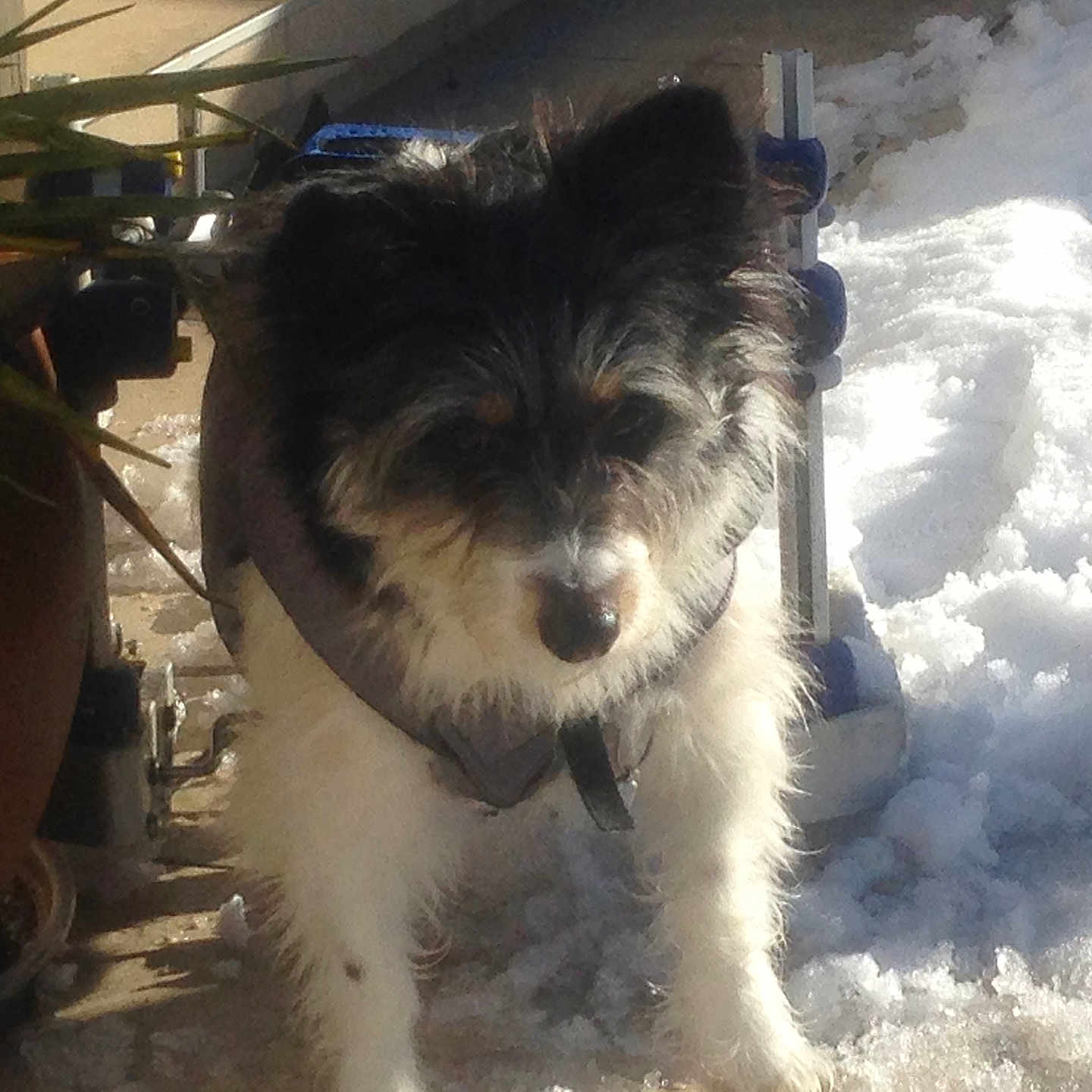 Tina a rejoint le concours — aidez-le/la à gagner de superbes lots ! accessories, animal, ball, canine, dog, jar, nature, outdoors, pet, plant, planter, pottedplant, pottery, puppy, soil, strap, terrier, tree, vase, vegetation