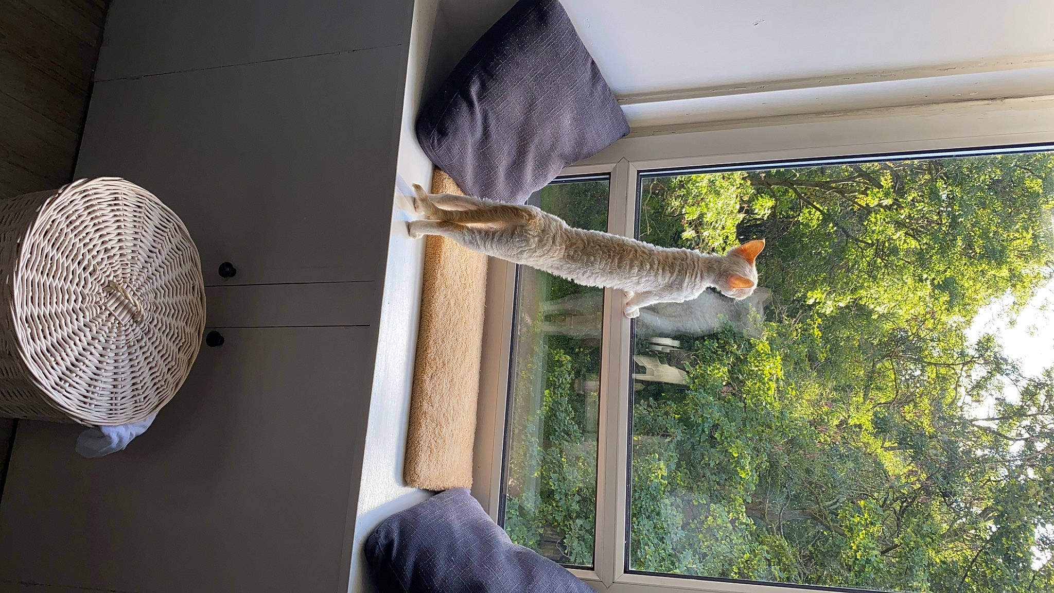 Alice joined the competition — help win amazing prizes! building, ceiling, circle, curtain, glass, hardwood, house, interior_design, plant, room, sash_window, shade, textile, tints_and_shades, tree, white, window, window_covering, window_treatment, wood