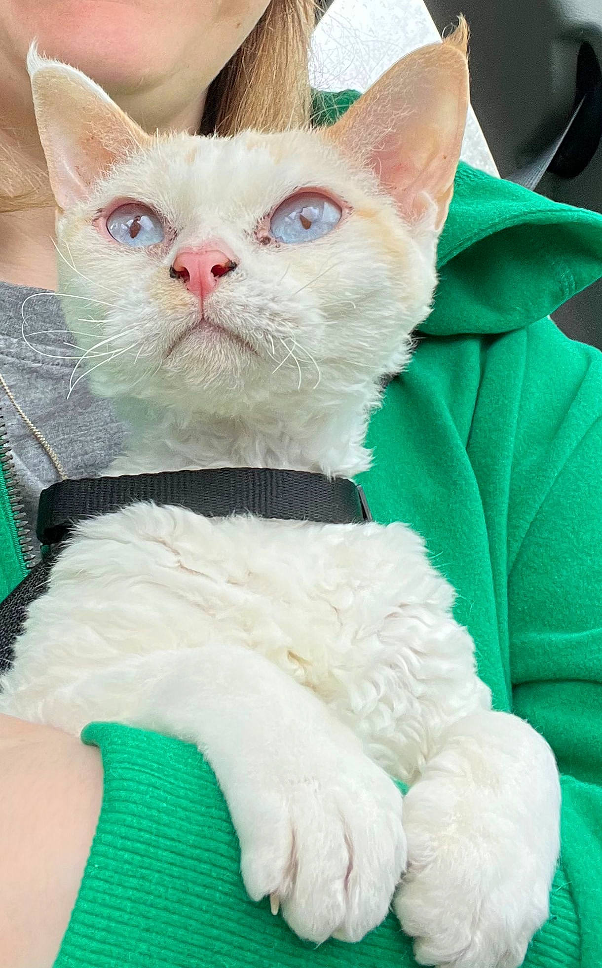 Alice is registered to the contest to win money with this photo: art, carnivore, cat, collar, comfort, creative_arts, domestic_short_haired_cat, fawn, felidae, fur, green, pattern, paw, small_to_medium_sized_cats, tail, whiskers