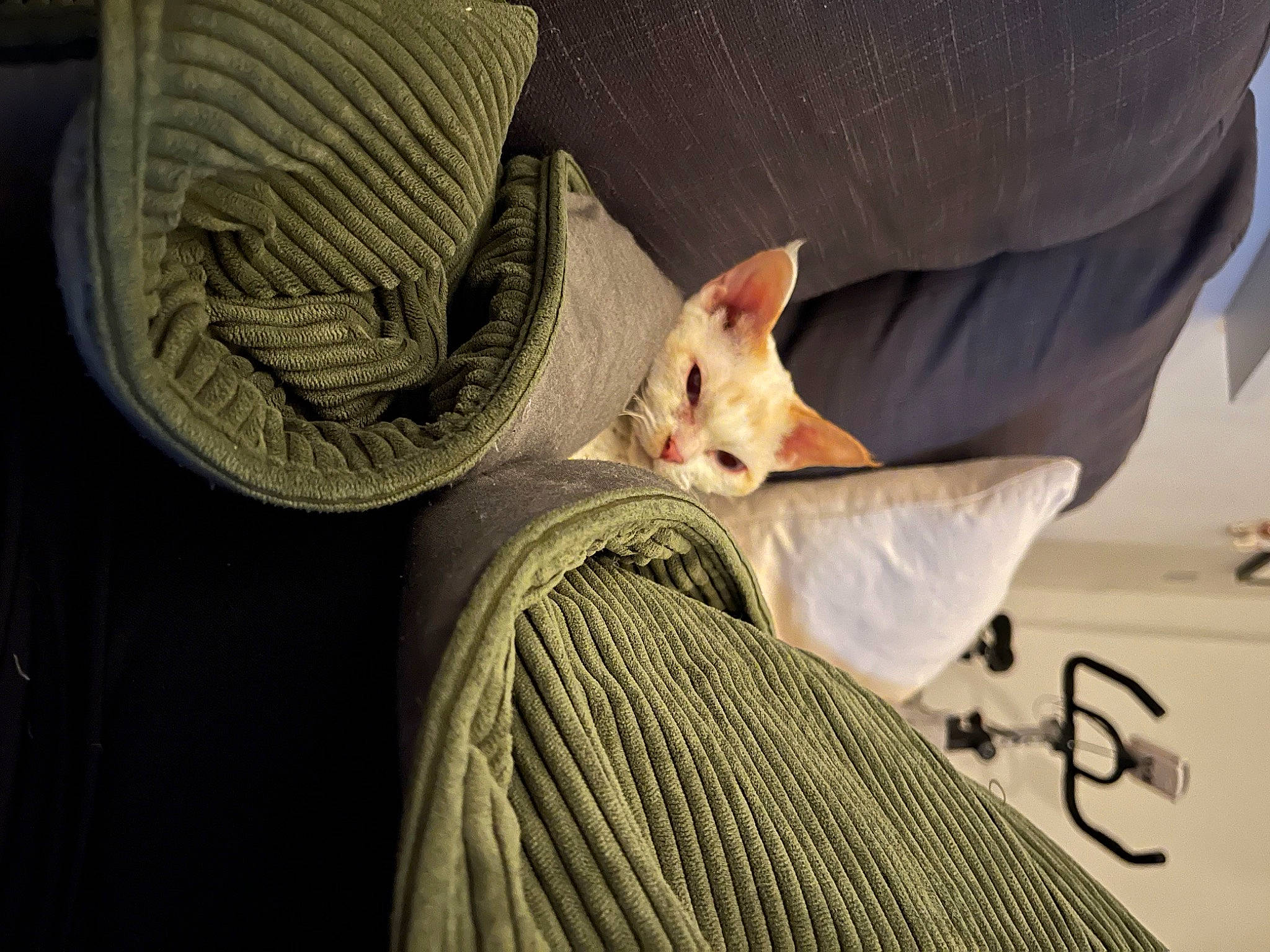 Alice is registered to the contest to win money with this photo: bed, bedding, carnivore, cat, comfort, eye, fawn, felidae, finger, hand, head, human_body, linens, mammal, small_to_medium_sized_cats, snout, textile, vertebrate, whiskers, wood