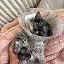 Junie joined the competition — help win amazing prizes! cat, kitten, pet, cone, e_collar, pink_blanket, furry, fur, amber_eyes, paw, hand, holding, couch, indoor, close_up, portrait, veterinary, recovery, cozy, sleepy