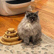 Junie is registered to the contest to win money with this photo: cat, kitten, pet, fluffy, long_haired, gray_cat, wooden_toy, stacking_toy, rug, area_rug, hardwood_floor, indoor, home, appliance, washing_machine, towel, pink_towel, big_eyes, sitting, curious