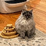 cat, kitten, pet, fluffy, long_haired, gray_cat, wooden_toy, stacking_toy, rug, area_rug, hardwood_floor, indoor, home, appliance, washing_machine, towel, pink_towel, big_eyes, sitting, curious