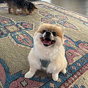 Jeffrey joined the competition — help win amazing prizes! dog, pomeranian, small_dog, smiling, happy, pet, puppy, fur, harness, indoor, rug, patterned_rug, carpet, living_room, wood_floor, background_dog, sitting, closeup, playful, canine
