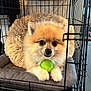 dog, pomeranian, puppy, crate, kennel, pet_bed, plush_bed, tennis_ball, green_ball, fur, big_eyes, paws, muzzle, indoor, hardwood_floor, metal_bars, cozy, adorable, portrait, closeup