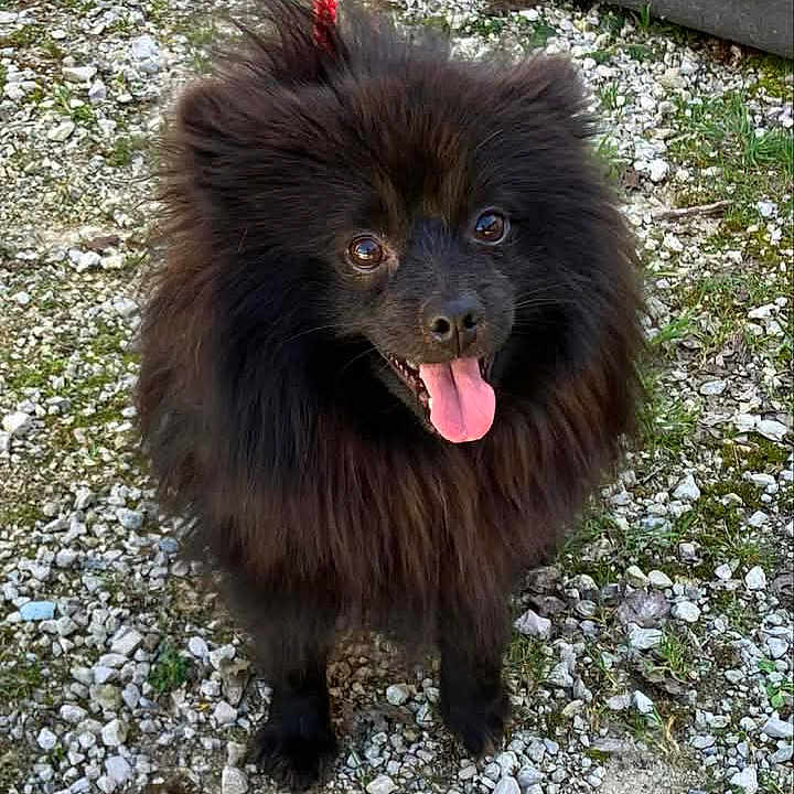 Loulou participe au concours pour gagner de l'argent avec cette photo : advertisement, animal, bodypart, canine, chow, dog, eskimodog, hound, mouth, newfoundland, page, pebble, person, pet, poster, puppy, soil, teeth, text, tongue