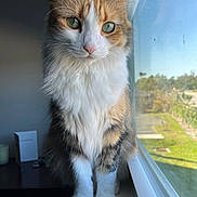 Gem joined the competition — help win amazing prizes! cat, fluffy, window, windowsill, indoor, natural_light, green_eyes, calm, feline, pet, cute, closeup, animal, tri_color, whiskers, fur, sitting, portrait, domestic_cat, curious