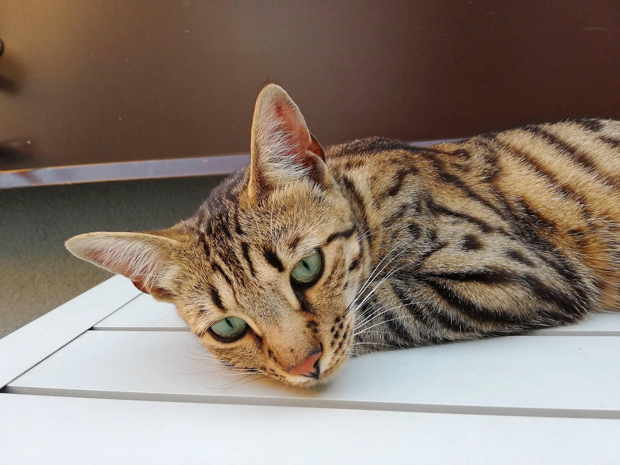 Meli a rejoint le concours — aidez-le/la à gagner de superbes lots ! american_shorthair, asian, australian_mist, bengal, california_spangled, carnivore, cat, domestic_short_haired_cat, dragon_li, european_shorthair, felidae, kitten, mammal, ocicat, savannah, small_to_medium_sized_cats, tabby_cat, toyger, vertebrate, whiskers