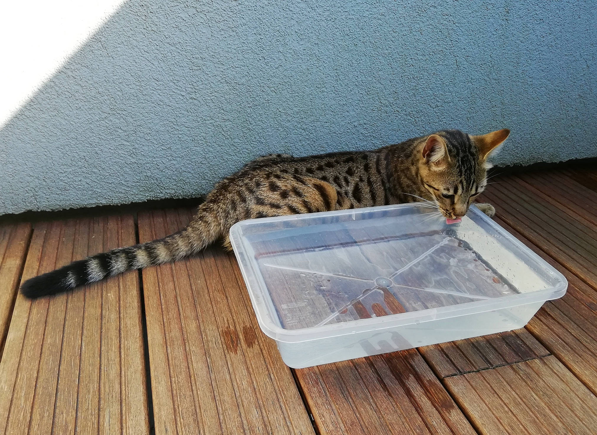 Meli participe au concours pour gagner de l'argent avec cette photo : asian, bengal, carnivore, cat, cat_supply, domestic_short_haired_cat, dragon_li, european_shorthair, felidae, floor, kitten, ocicat, small_to_medium_sized_cats, tabby_cat, tail, toyger, whiskers