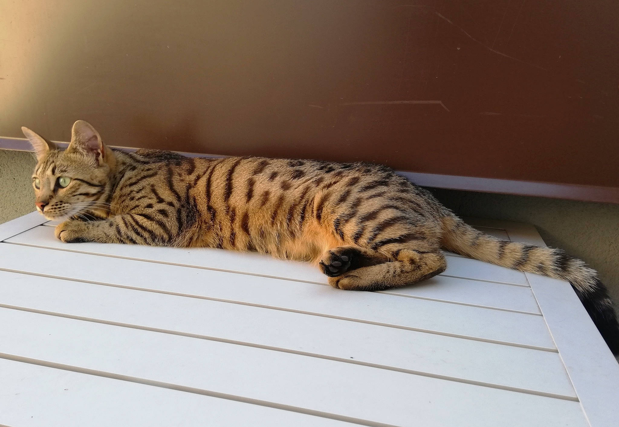 Meli participe au concours pour gagner de l'argent avec cette photo : asian, bengal, california_spangled, carnivore, cat, domestic_short_haired_cat, dragon_li, egyptian_mau, european_shorthair, felidae, kitten, mammal, ocicat, small_to_medium_sized_cats, sokoke, tabby_cat, toyger, vertebrate, whiskers, wood