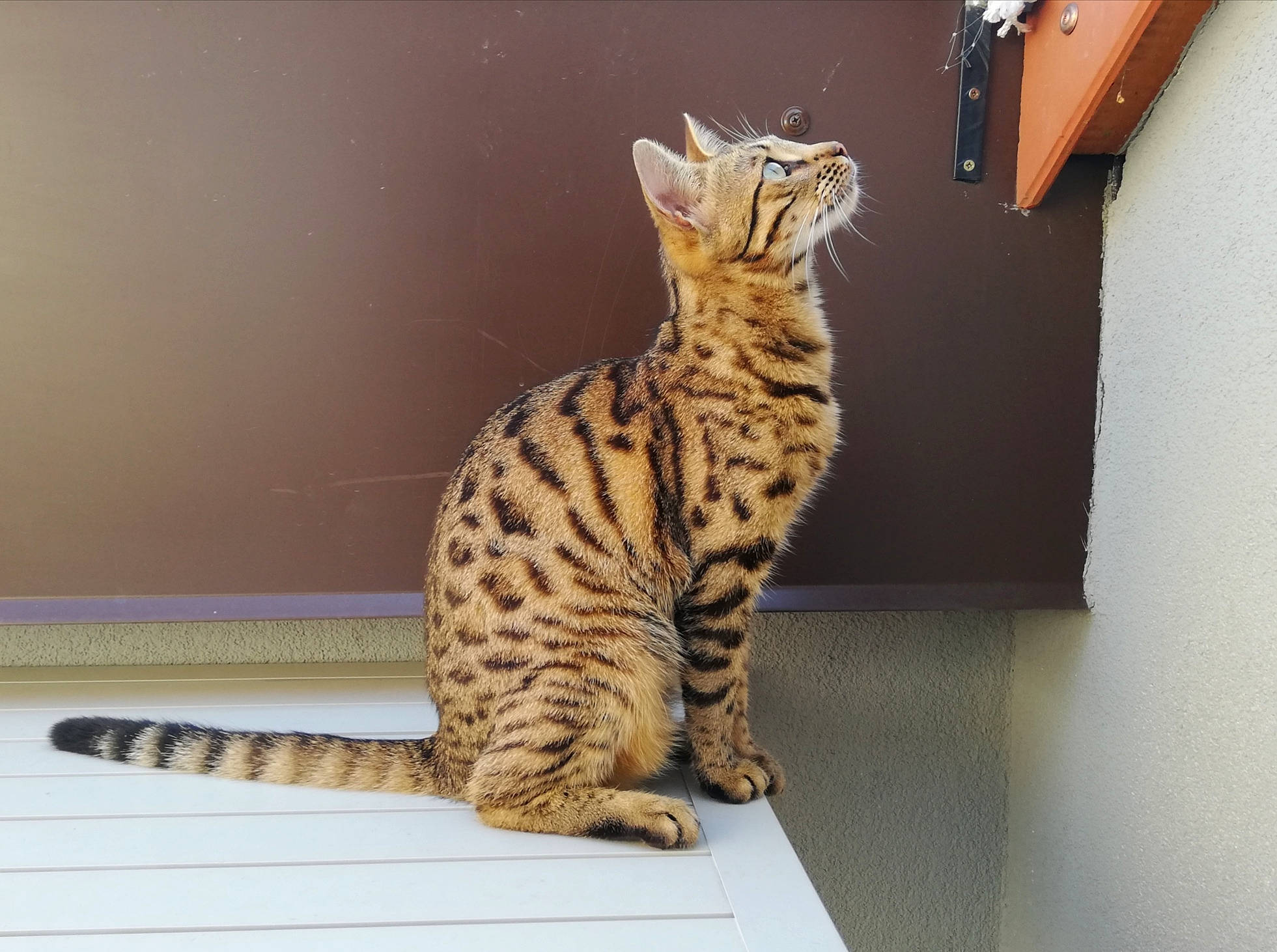 Meli participe au concours pour gagner de l'argent avec cette photo : arabian_mau, asian, bengal, california_spangled, carnivore, cat, domestic_short_haired_cat, dragon_li, egyptian_mau, european_shorthair, felidae, kitten, mammal, ocicat, savannah, small_to_medium_sized_cats, tabby_cat, toyger, vertebrate, whiskers