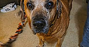 Ringo joined the competition — help win amazing prizes! brown_dog, close_up, collar, companion, dog, droopy_ears, eyes, floor, furniture, indoor, living_room, muzzle, nose, paw, pet, portrait, rope_toy, senior_dog, shoe, tile_floor