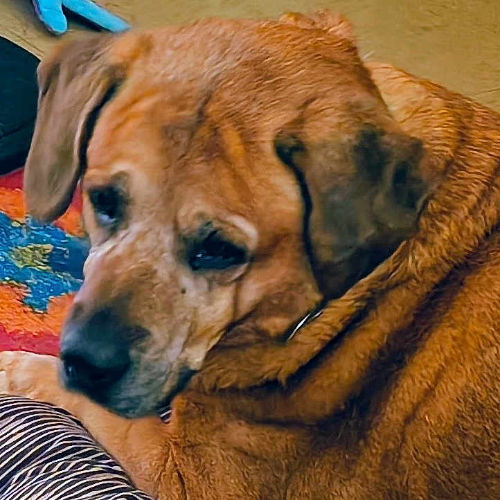 Ringo joined the competition — help win amazing prizes! animal, brown_dog, calm, close_up, collar, colorful_rug, dog, ears, face, floor, furry, home, indoor, large_dog, lounging, mammal, pet, resting, snout, striped_cushion