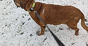 Ringo joined the competition — help win amazing prizes! canine, cold, collar, daylight, dog, field, grass, ground, leash, mammal, outdoor, paw_prints, pet, side_view, snapshot, snow, tan_coat, walking, walking_pet, winter
