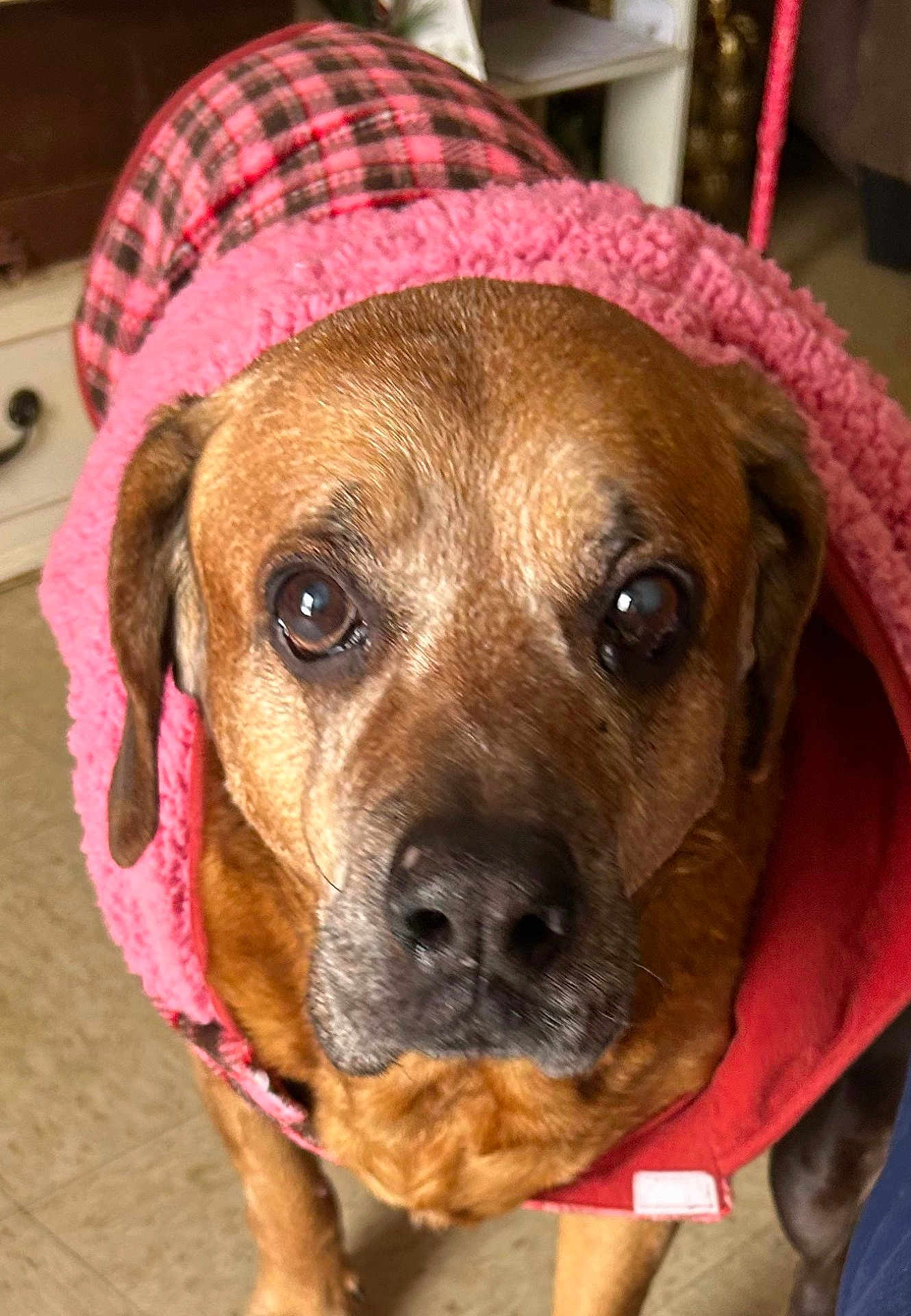Ringo is registered to the contest to win money with this photo: black_nose, brown_fur, close_up, companion, cozy, dog, ears, indoor, looking_up, muzzle, pet, pink_jacket, plaid_pattern, portrait, senior_dog, snout, soulful_eyes, tiled_floor, warm_texture, whiskers