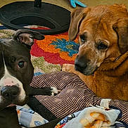 Ringo is registered to the contest to win money with this photo: black_dog, blanket, brown_dog, close_up, colorful_rug, companions, curious_look, dog, dog_bed, dogs, ears, eyes, flooring, home_interior, indoor, nose, pet, portrait, two_dogs, wrinkled_skin