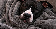 Lucy joined the competition — help win amazing prizes! animal, black_and_white, blanket, comfortable, couch, cozy, dog, ears, eyes, face, fur, home, indoors, nose, pet, relaxed, resting, snuggled, soft_texture, warm