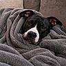 dog, blanket, couch, cozy, fur, pet, snuggled, relaxed, indoors, comfortable, black_and_white, ears, face, nose, eyes, resting, soft_texture, home, animal, warm