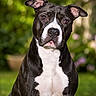 dog, black_and_white, pitbull, portrait, outdoor, greenery, animal, pet, fur, ears, eyes, nose, sitting, mammal, nature, canine, closeup, background_blur, domestic_animal, friendly