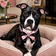 Lucy is registered to the contest to win money with this photo: dog, black_and_white, bow_tie, collar, pet_bed, indoor, living_room, flowers, table, decor, furniture, carpet, cute, portrait, animal, canine, relaxed, pink, cozy, household