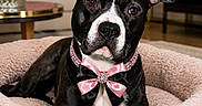 Lucy is registered to the contest to win money with this photo: animal, black_and_white, bow_tie, canine, carpet, collar, cozy, cute, decor, dog, flowers, furniture, household, indoor, living_room, pet_bed, pink, portrait, relaxed, table